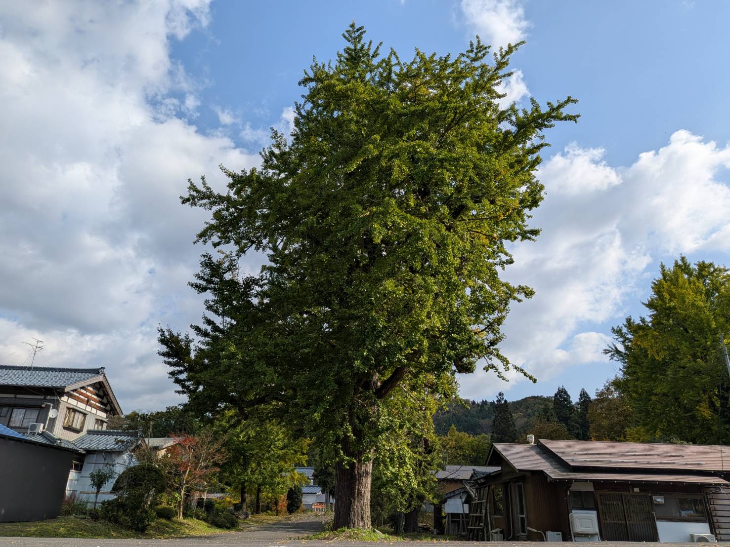 【イチョウやモミジが美しく輝く五泉の秋】紅葉情報はこちらから☆197