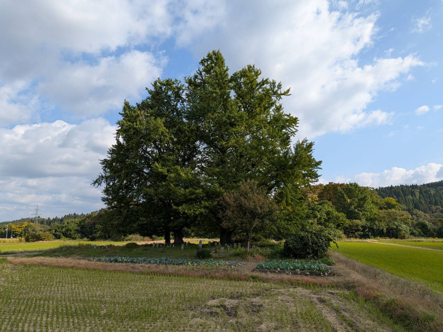 【イチョウやモミジが美しく輝く五泉の秋】紅葉情報はこちらから☆196