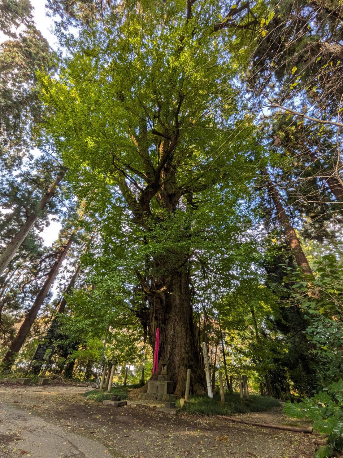 【イチョウやモミジが美しく輝く五泉の秋】紅葉情報はこちらから☆199