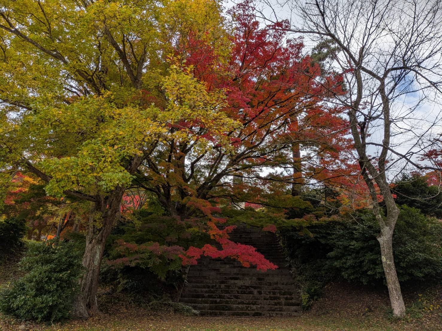 【イチョウやモミジが美しく輝く五泉の秋】紅葉情報はこちらから☆215