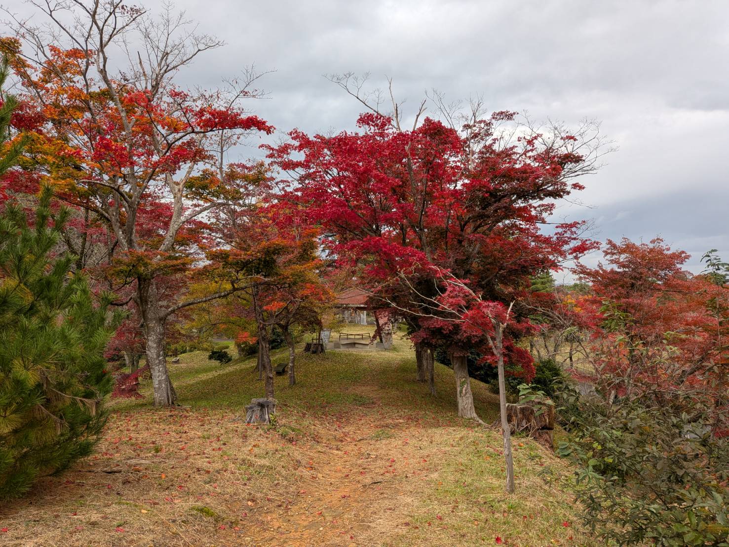 【イチョウやモミジが美しく輝く五泉の秋】紅葉情報はこちらから☆214