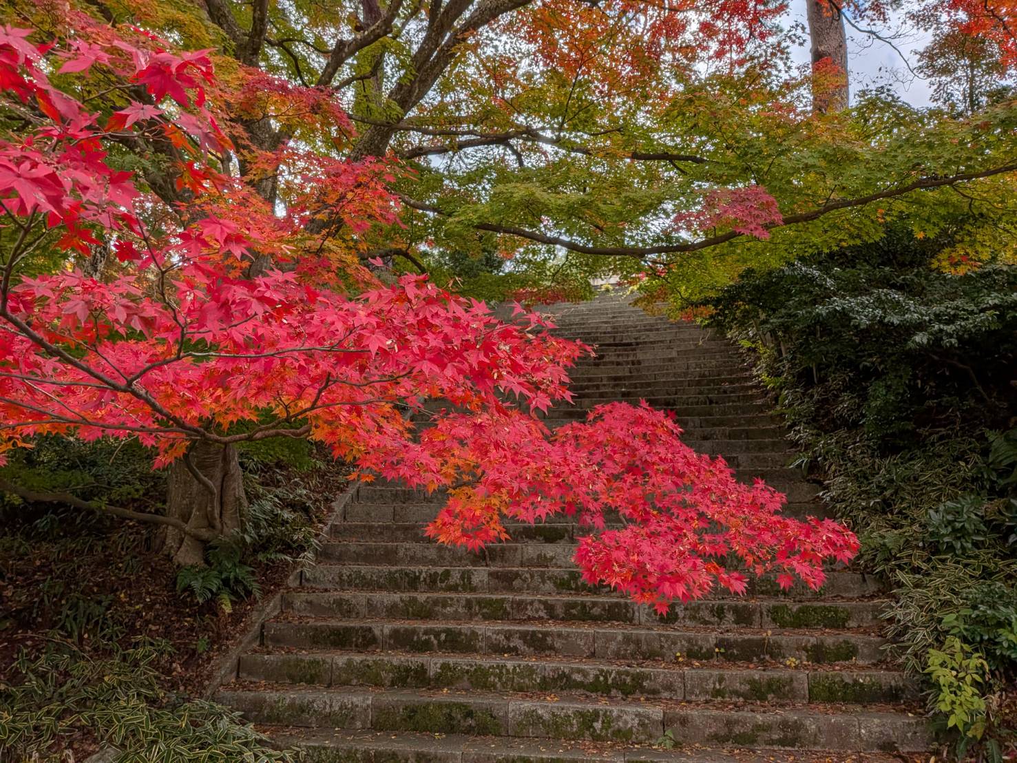 【イチョウやモミジが美しく輝く五泉の秋】紅葉情報はこちらから☆216
