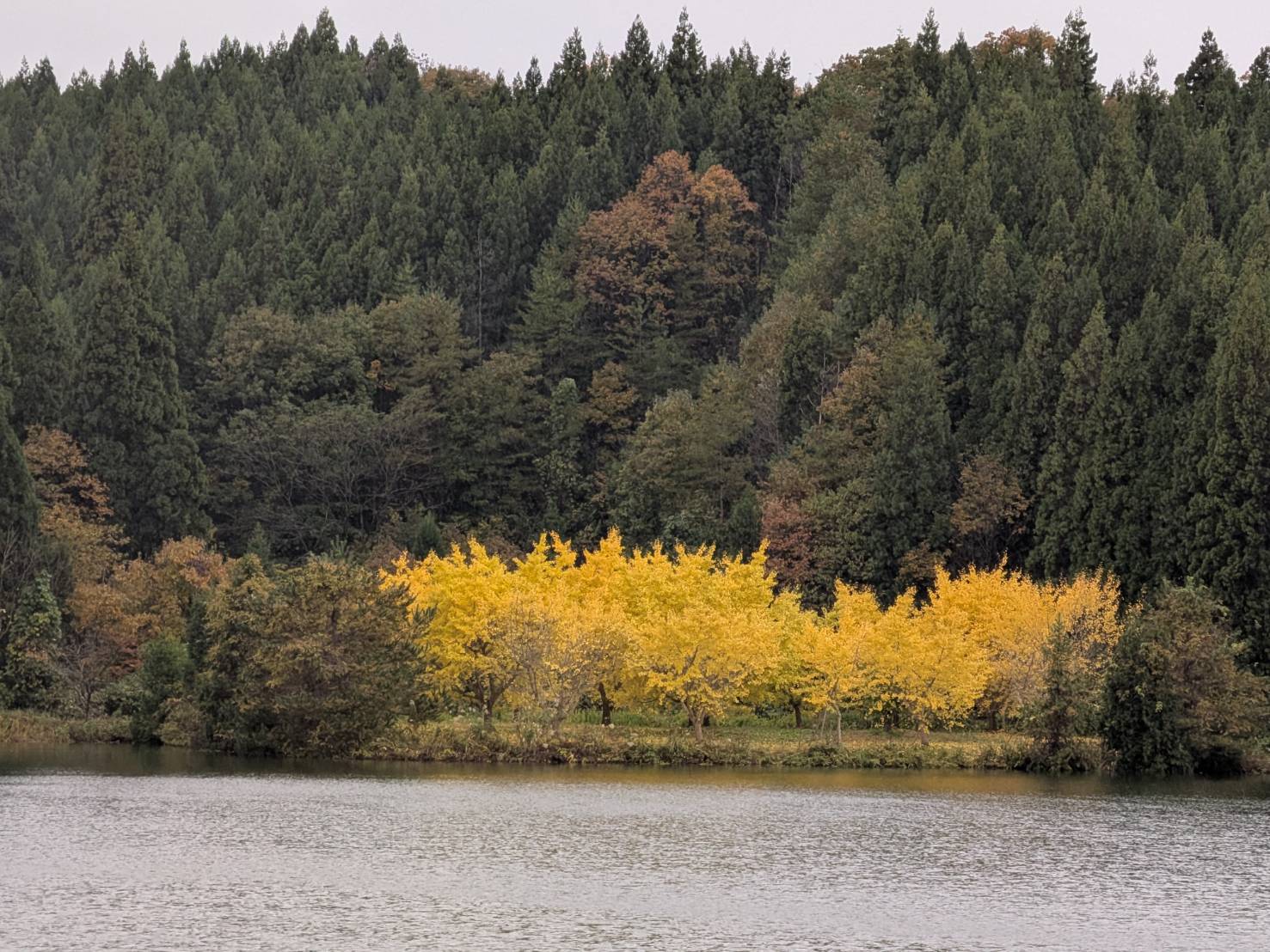 【イチョウやモミジが美しく輝く五泉の秋】紅葉情報はこちらから☆2111