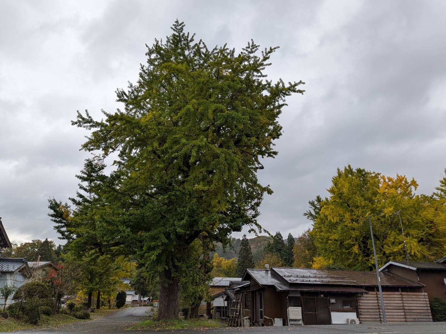 【イチョウやモミジが美しく輝く五泉の秋】紅葉情報はこちらから☆218