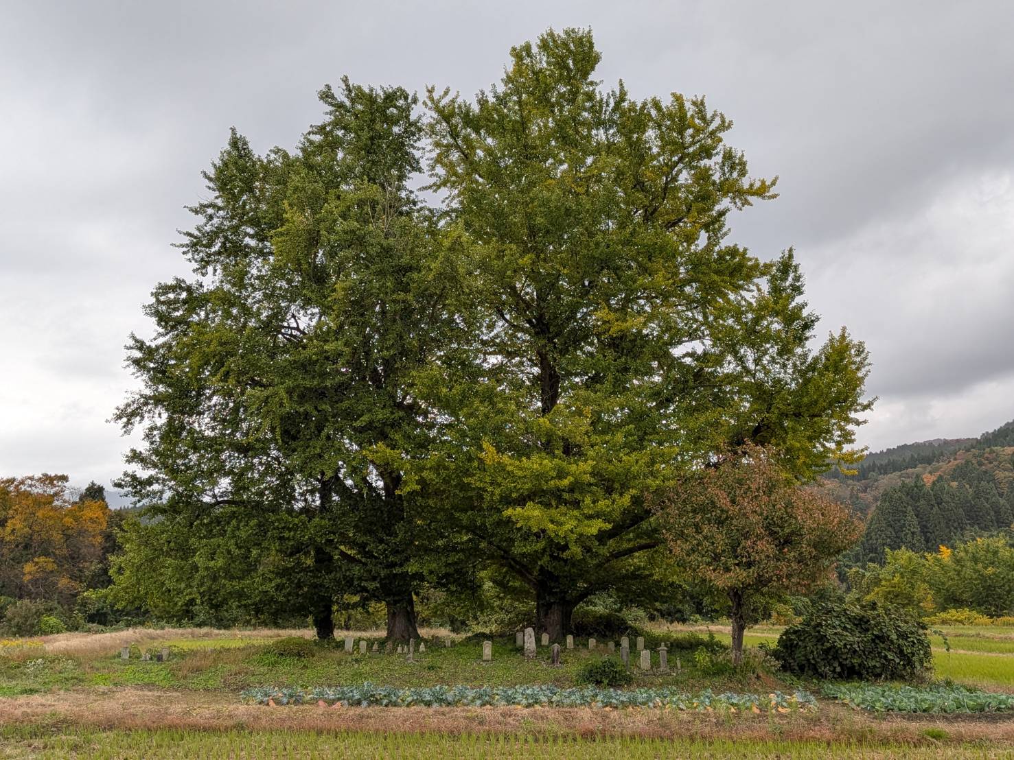 【イチョウやモミジが美しく輝く五泉の秋】紅葉情報はこちらから☆217