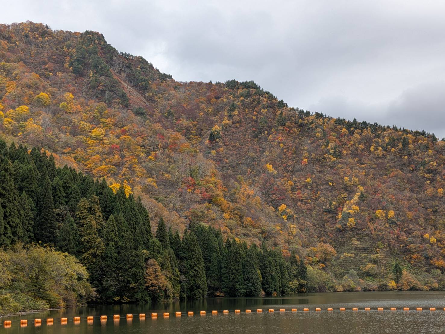 【イチョウやモミジが美しく輝く五泉の秋】紅葉情報はこちらから☆211