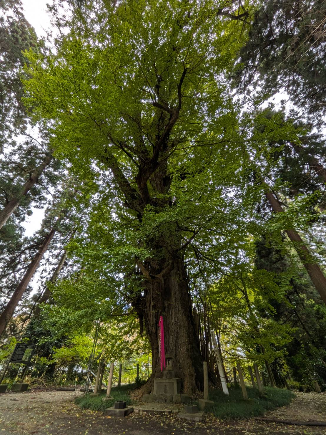 【イチョウやモミジが美しく輝く五泉の秋】紅葉情報はこちらから☆2110