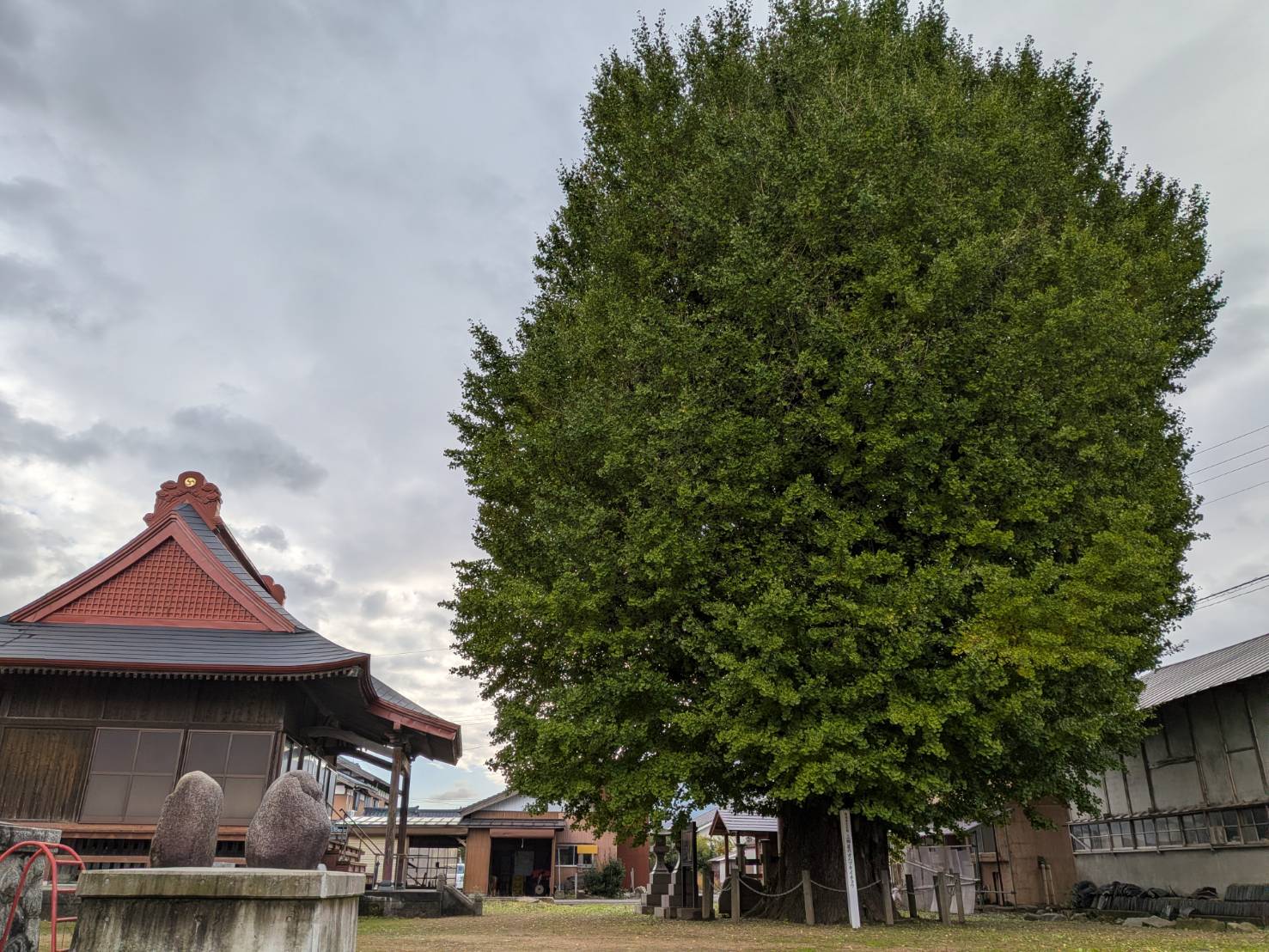 【イチョウやモミジが美しく輝く五泉の秋】紅葉情報はこちらから☆219
