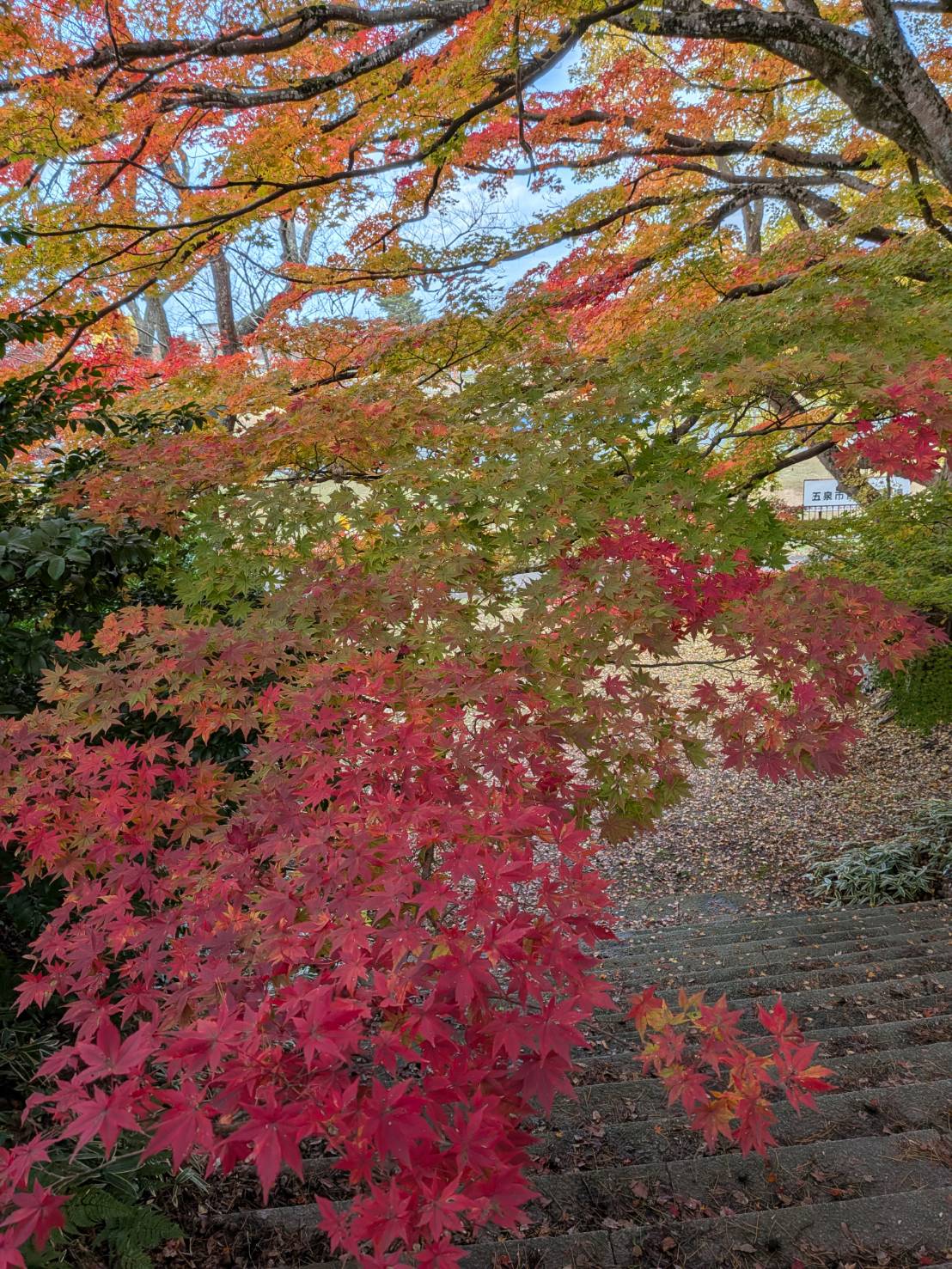 【イチョウやモミジが美しく輝く五泉の秋】紅葉情報はこちらから☆236