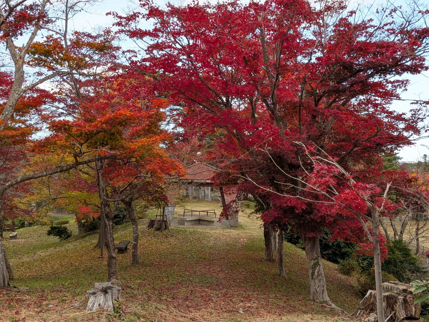 【イチョウやモミジが美しく輝く五泉の秋】紅葉情報はこちらから☆234