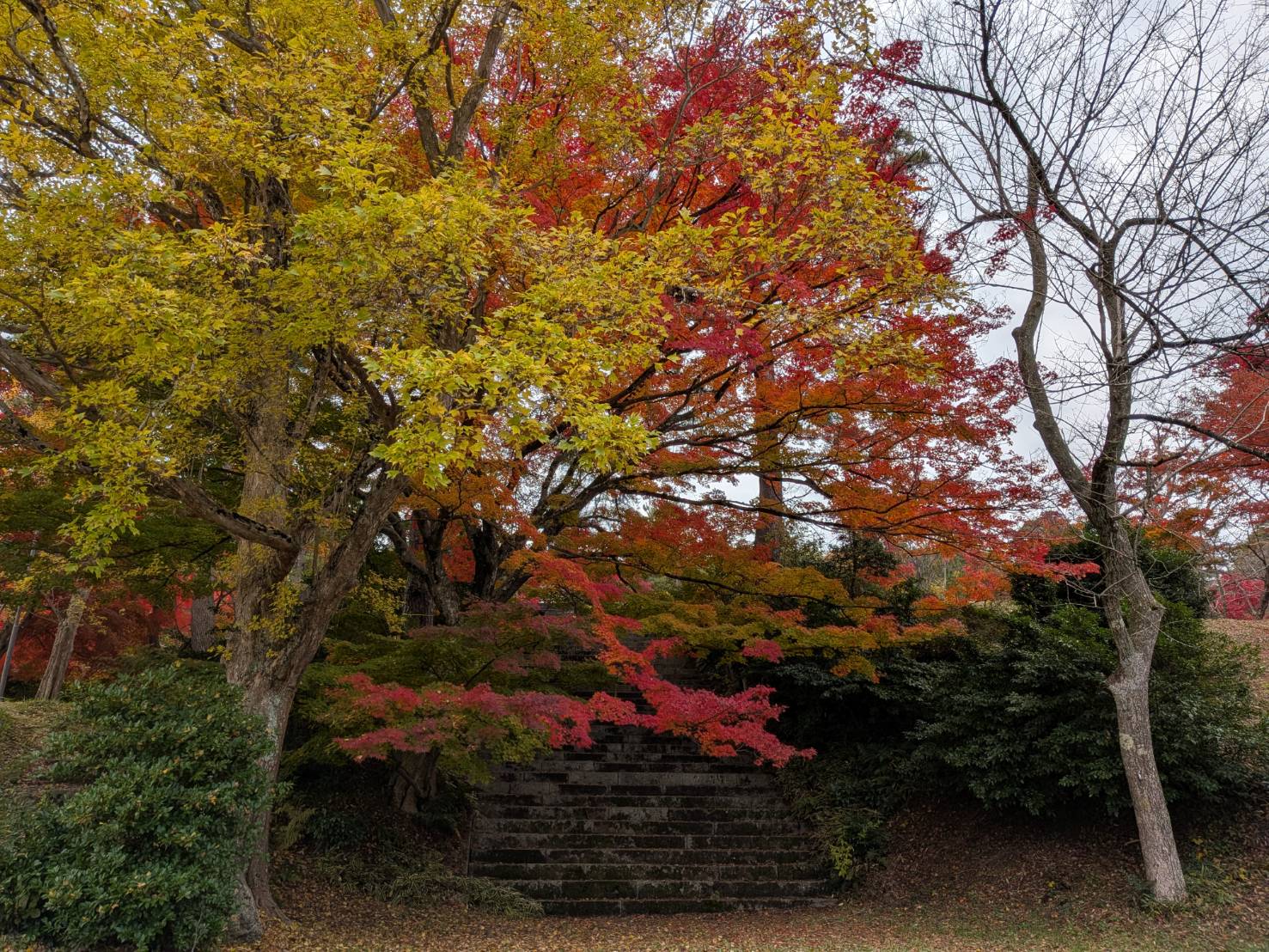 【イチョウやモミジが美しく輝く五泉の秋】紅葉情報はこちらから☆235