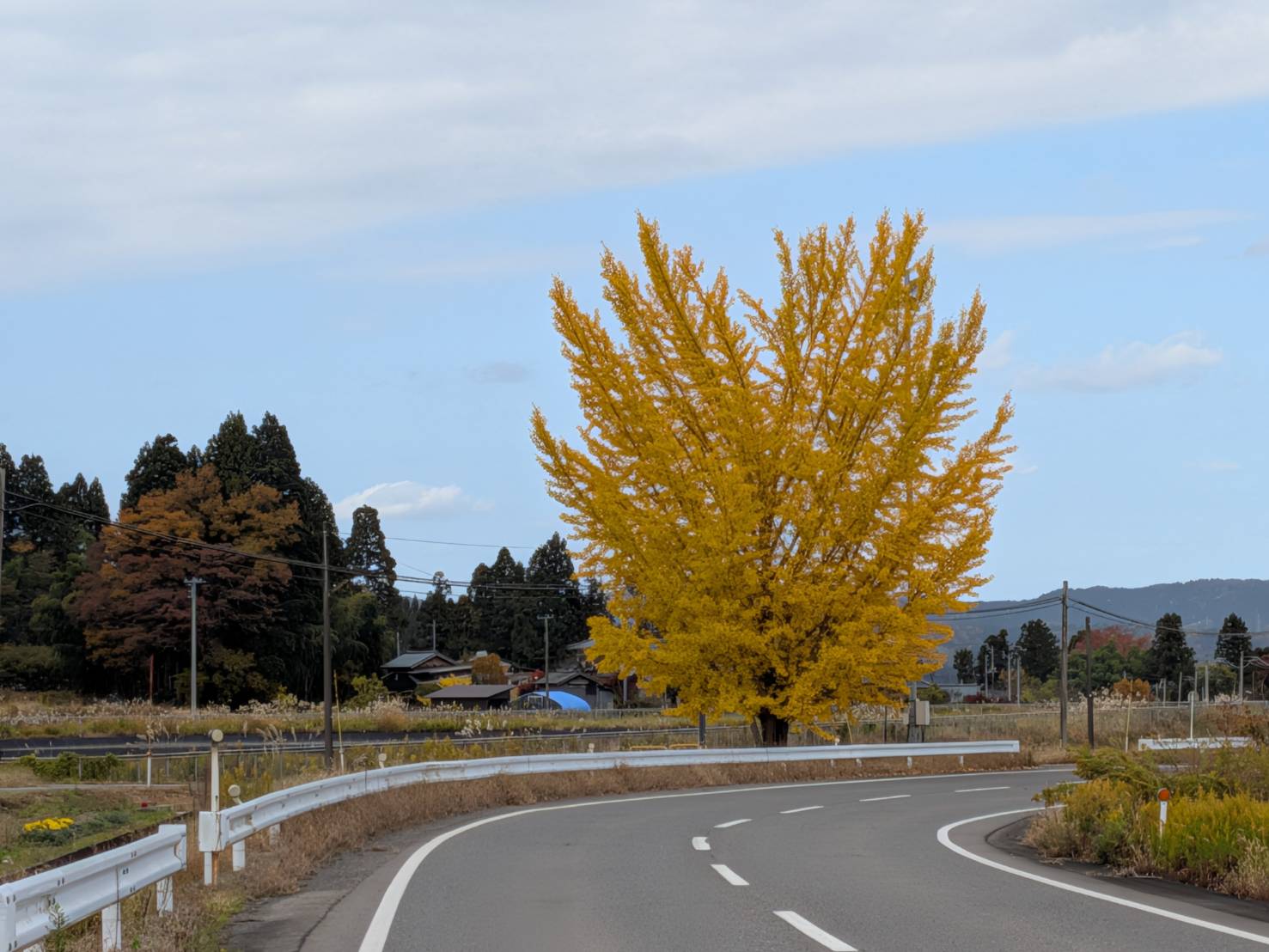 【イチョウやモミジが美しく輝く五泉の秋】紅葉情報はこちらから☆2312