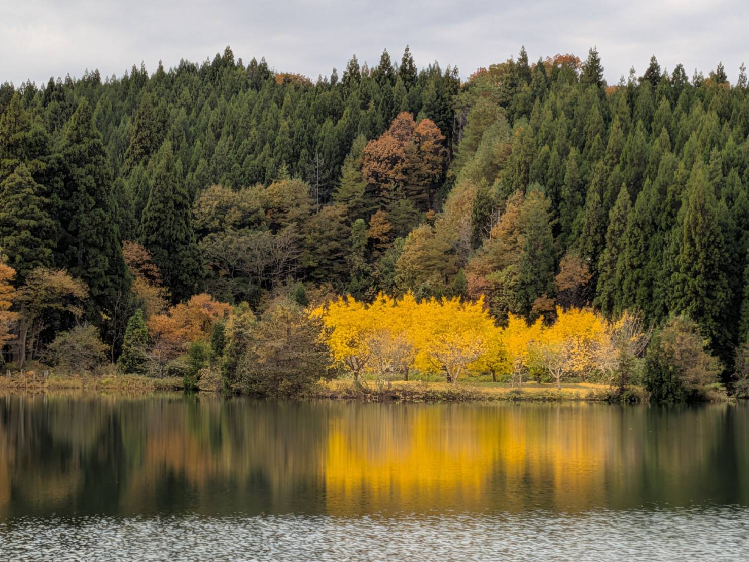 【イチョウやモミジが美しく輝く五泉の秋】紅葉情報はこちらから☆2311