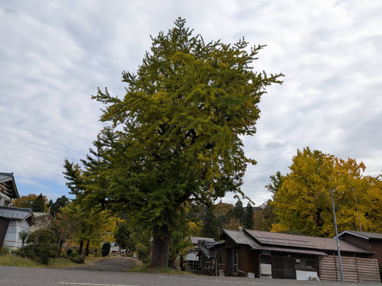 【イチョウやモミジが美しく輝く五泉の秋】紅葉情報はこちらから☆238