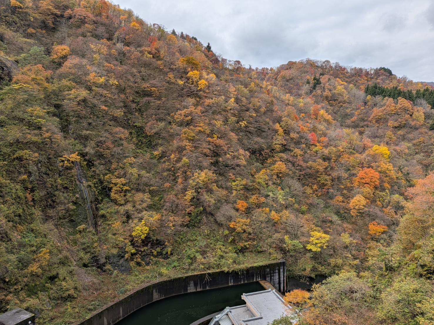【イチョウやモミジが美しく輝く五泉の秋】紅葉情報はこちらから☆232