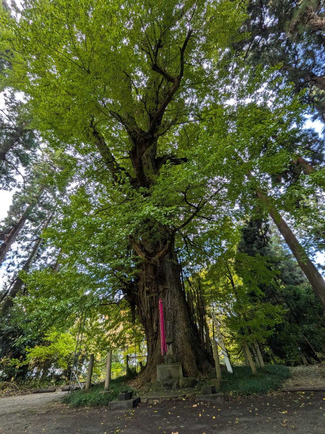 【イチョウやモミジが美しく輝く五泉の秋】紅葉情報はこちらから☆2310