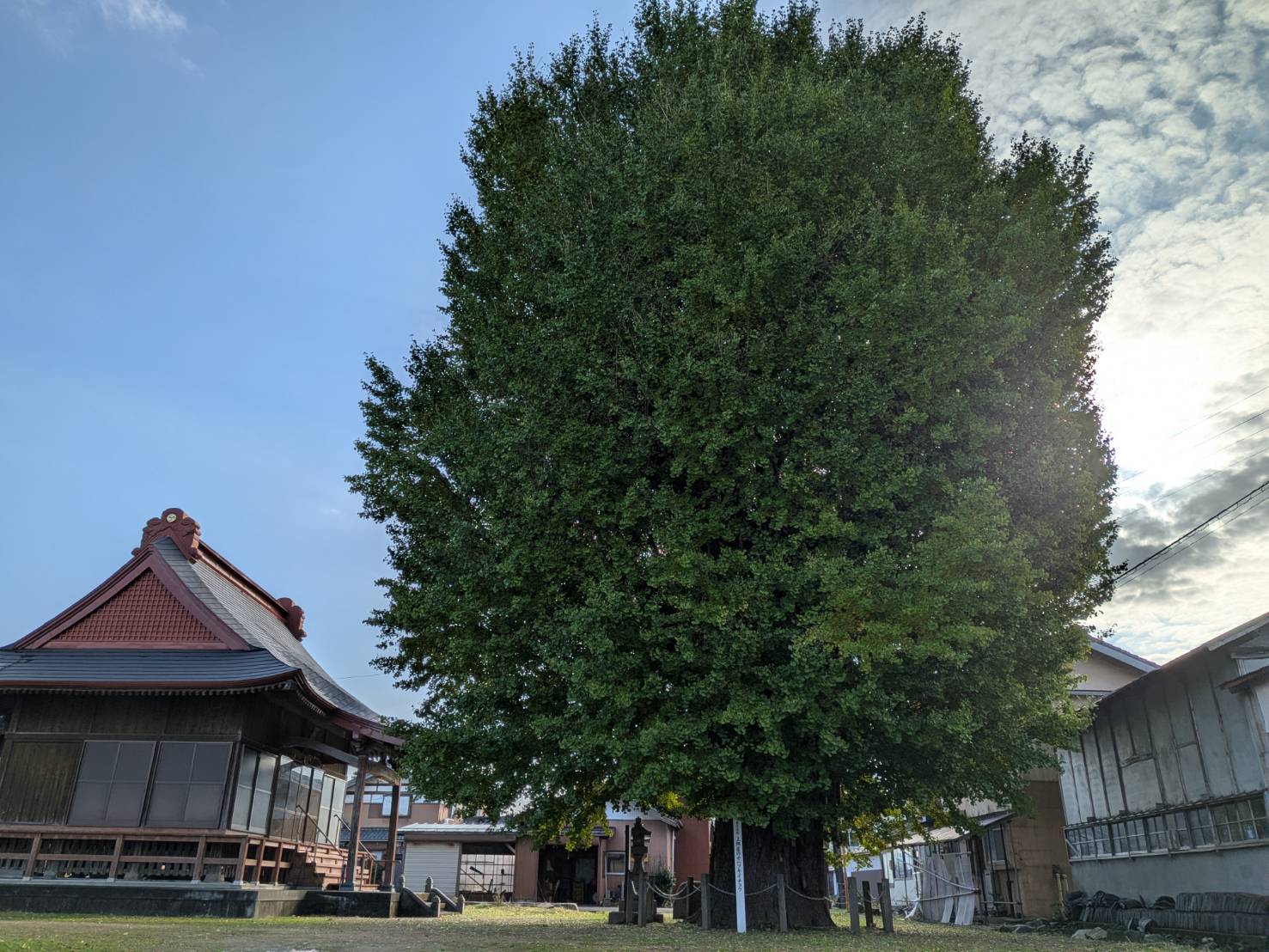 【イチョウやモミジが美しく輝く五泉の秋】紅葉情報はこちらから☆239