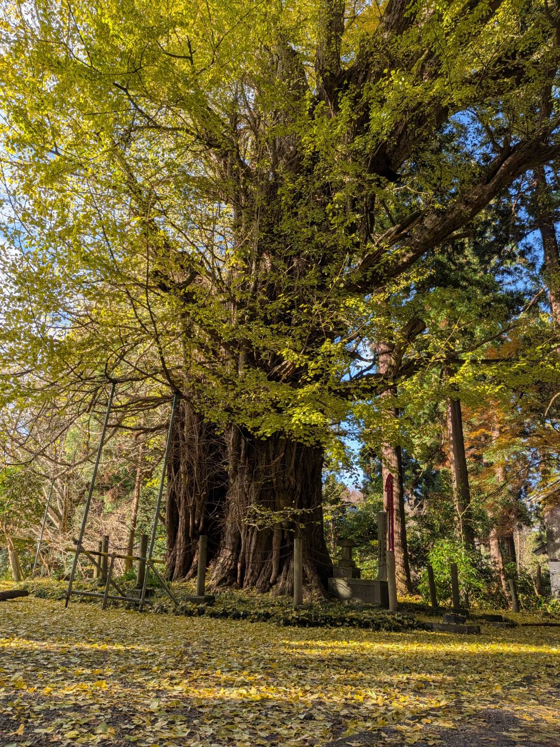 【イチョウやモミジが美しく輝く五泉の秋】紅葉情報はこちらから☆332