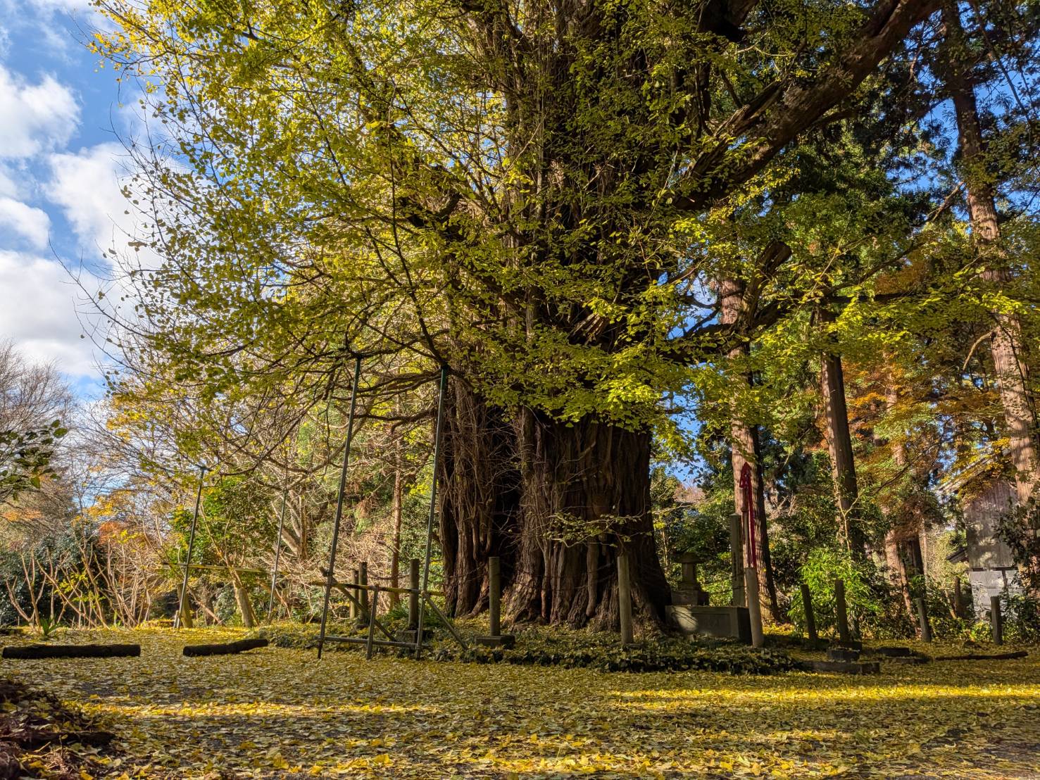 【イチョウやモミジが美しく輝く五泉の秋】紅葉情報はこちらから☆333