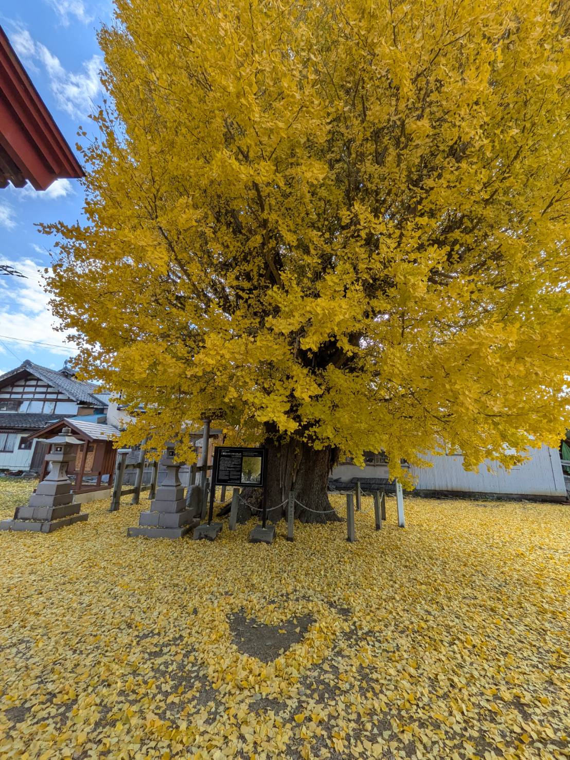 【イチョウやモミジが美しく輝く五泉の秋】紅葉情報はこちらから☆331