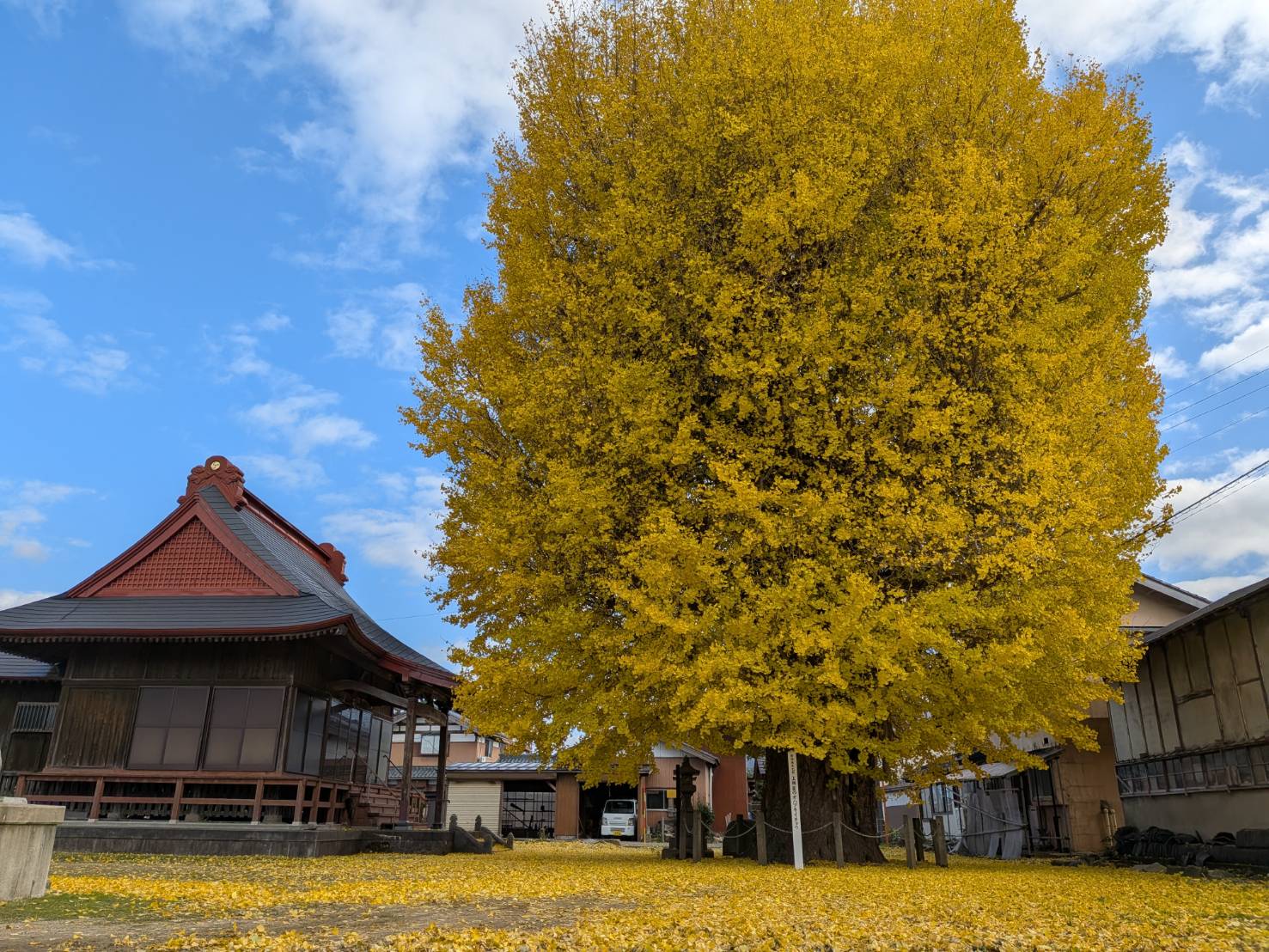【イチョウやモミジが美しく輝く五泉の秋】紅葉情報はこちらから☆330
