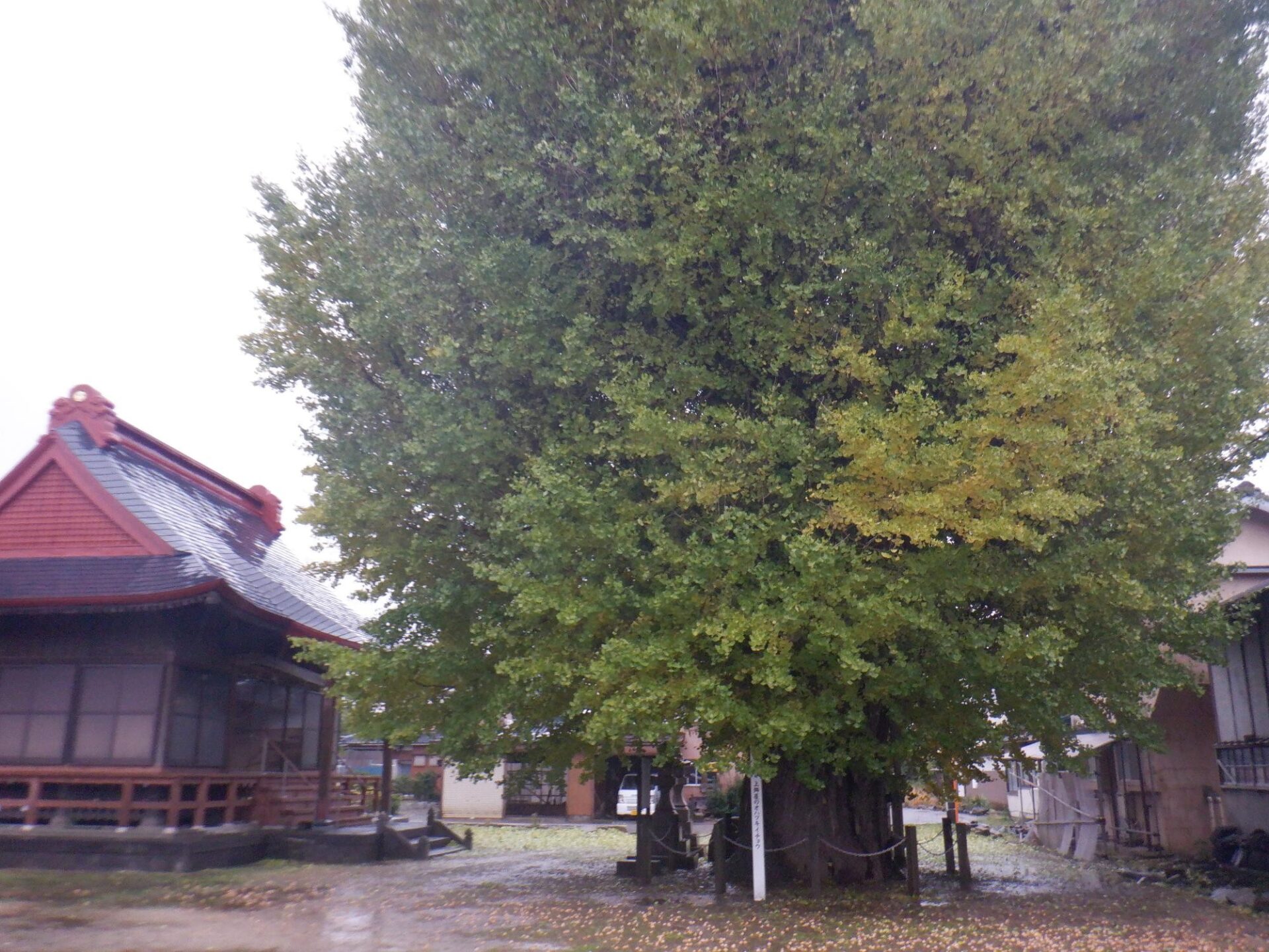 【イチョウやモミジが美しく輝く五泉の秋】紅葉情報はこちらから☆254