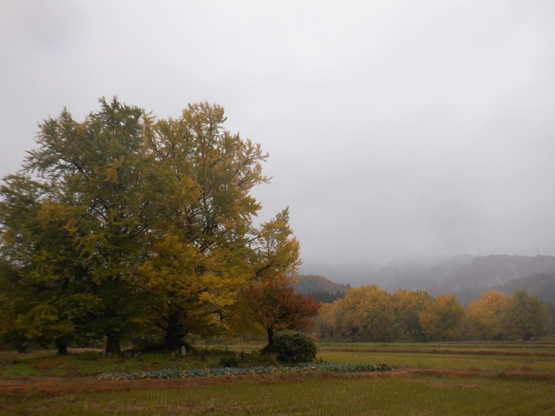 【イチョウやモミジが美しく輝く五泉の秋】紅葉情報はこちらから☆253