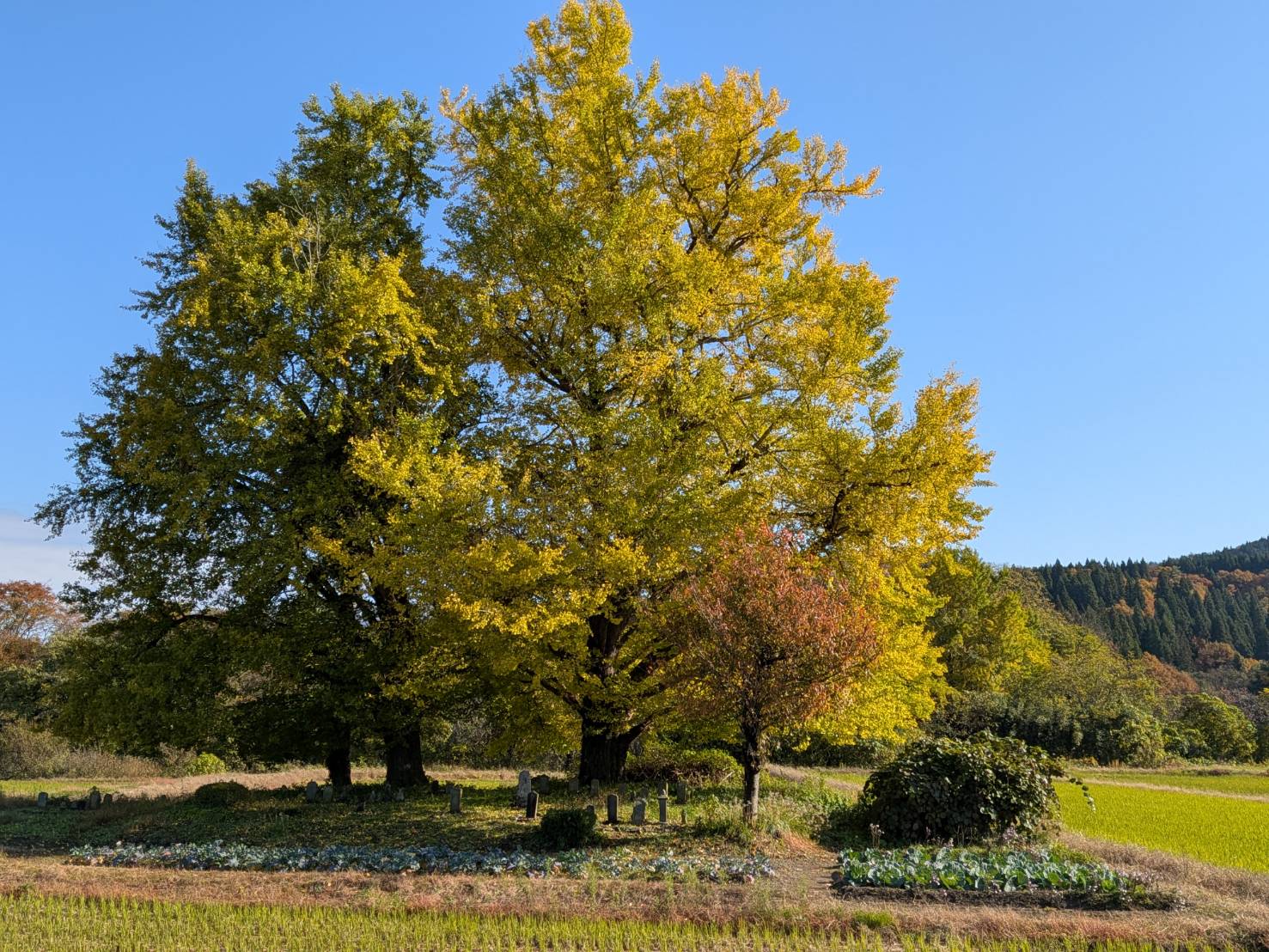 【3連休は五泉に遊びに来ませんか？】33