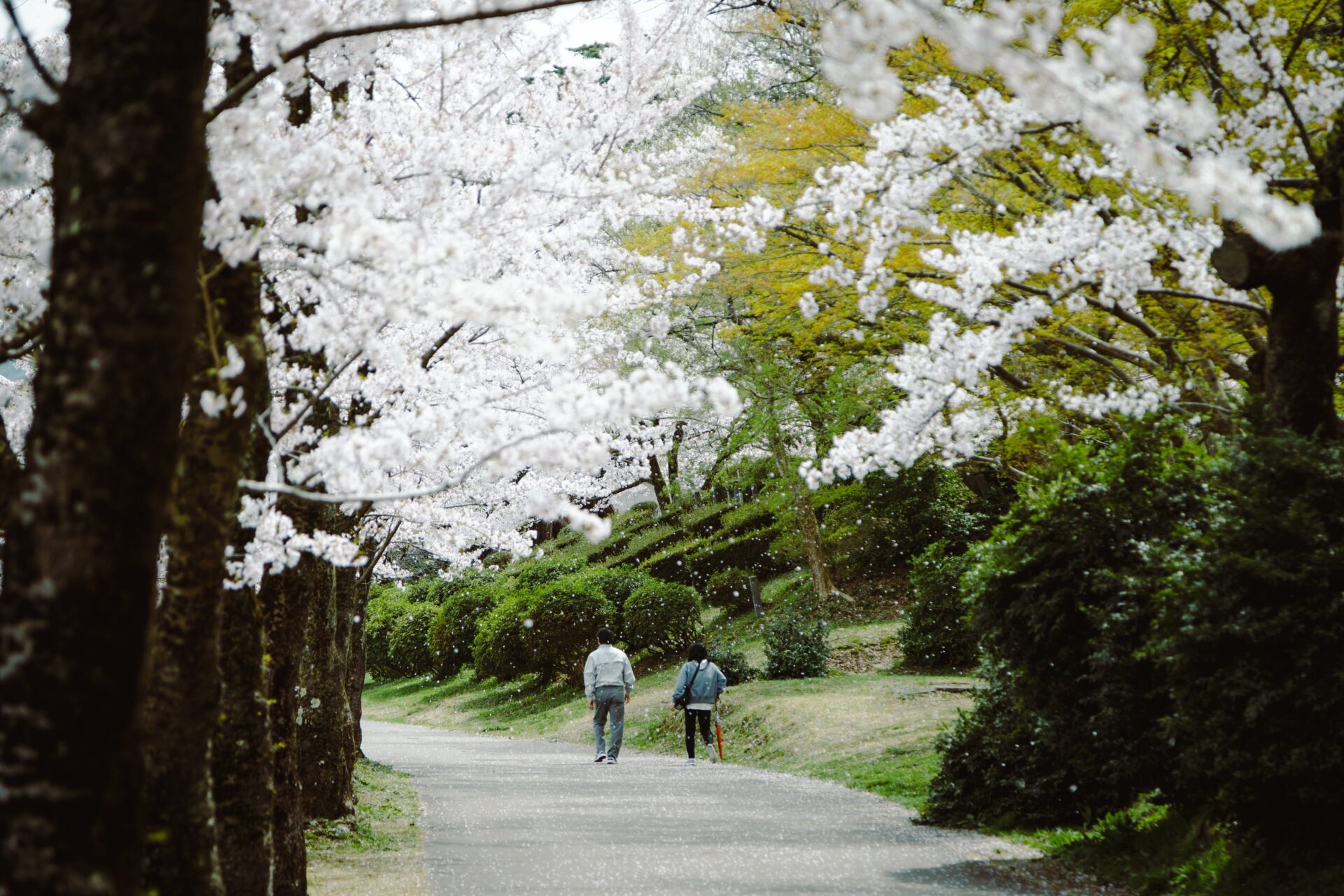 2026村松公園桜まつりのお知らせ