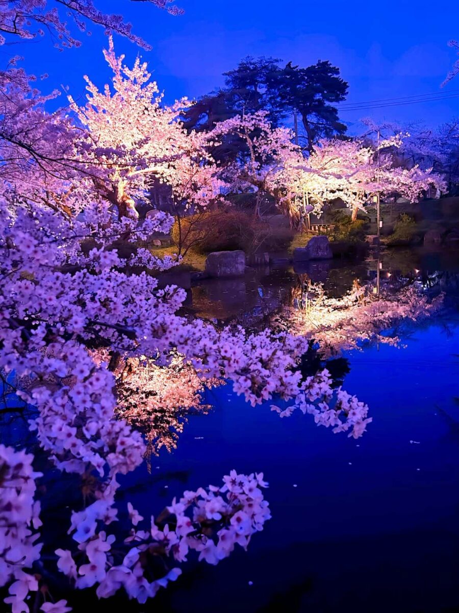 2026村松公園桜まつりのお知らせ