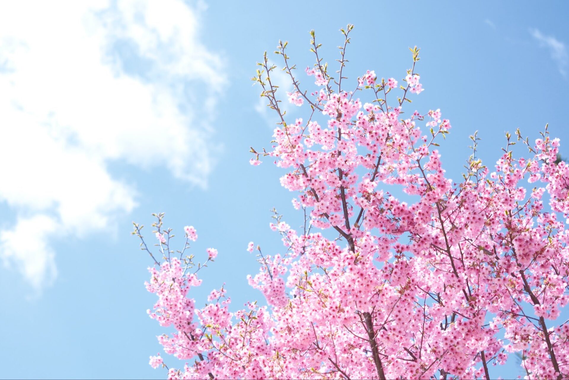 2026村松公園桜まつりのお知らせ
