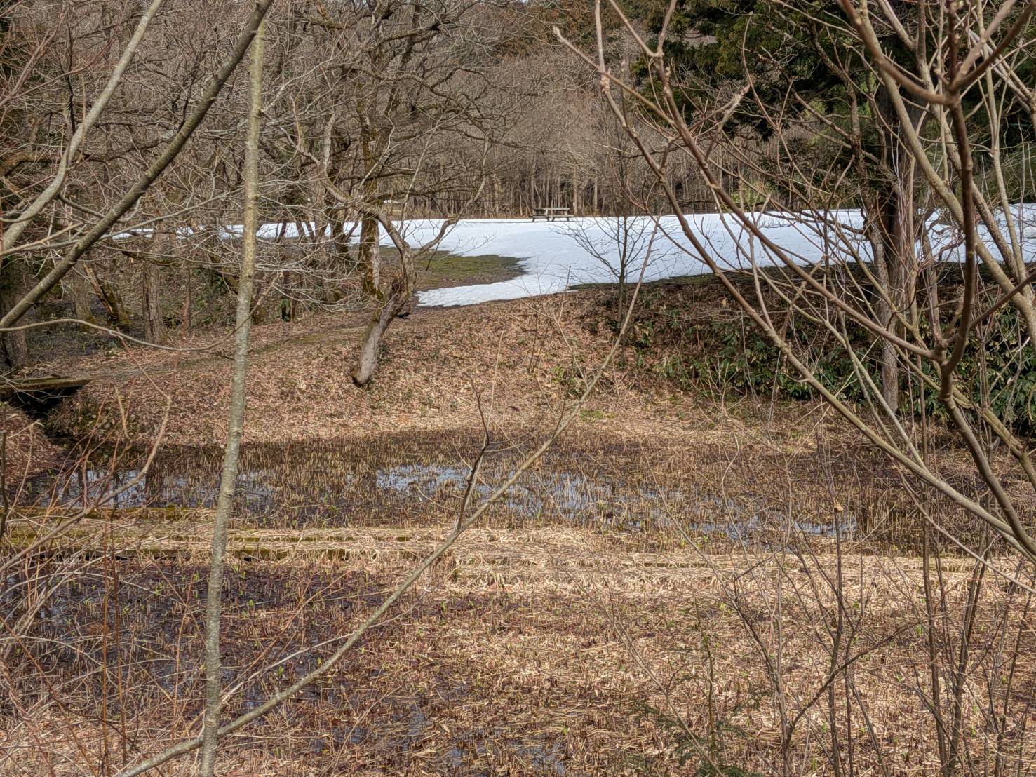雪割草まつり～ごせん桜アロマ工房～水芭蕉公園に行ってきました♪
