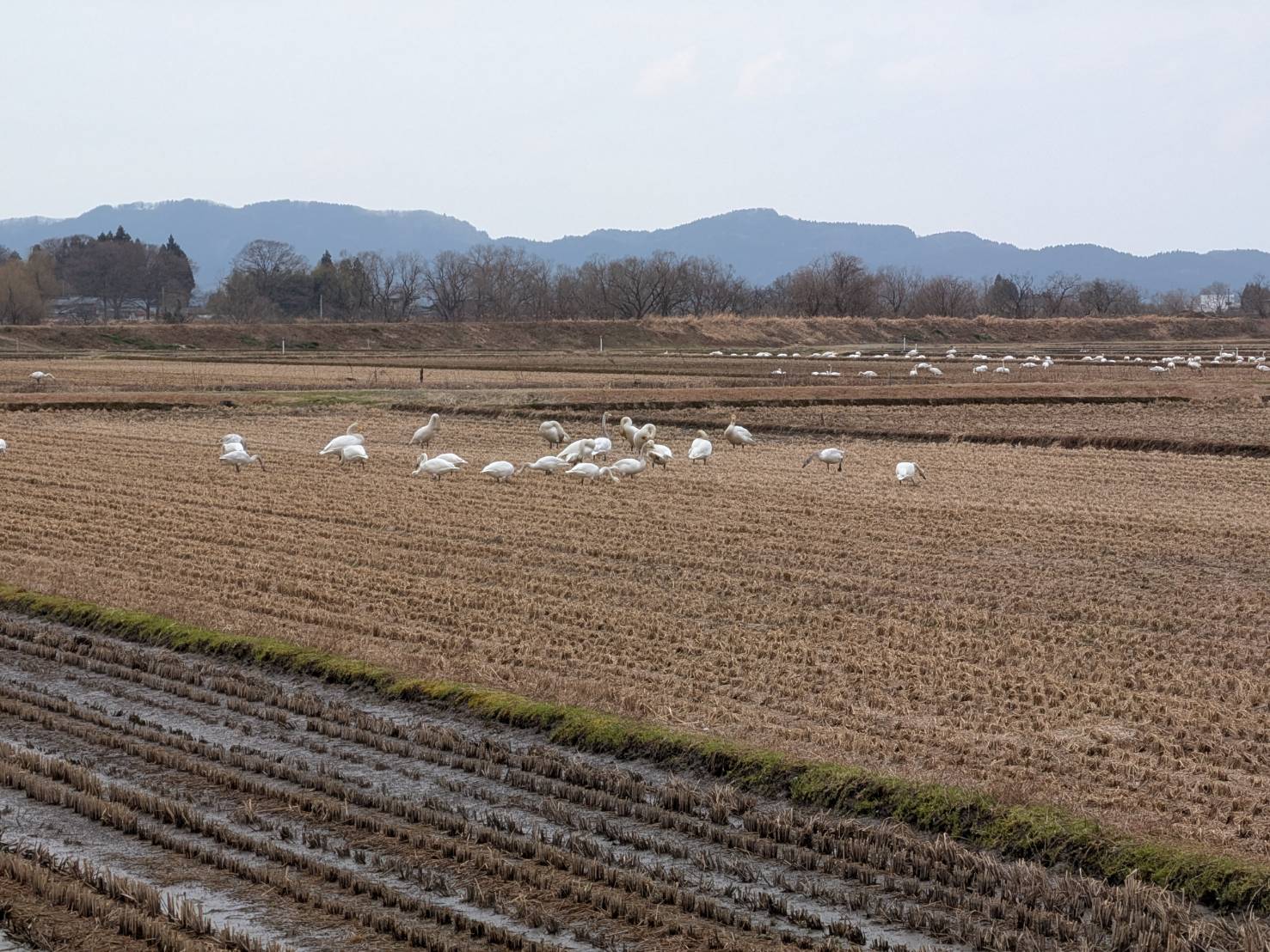 雪割草まつり～ごせん桜アロマ工房～水芭蕉公園に行ってきました♪