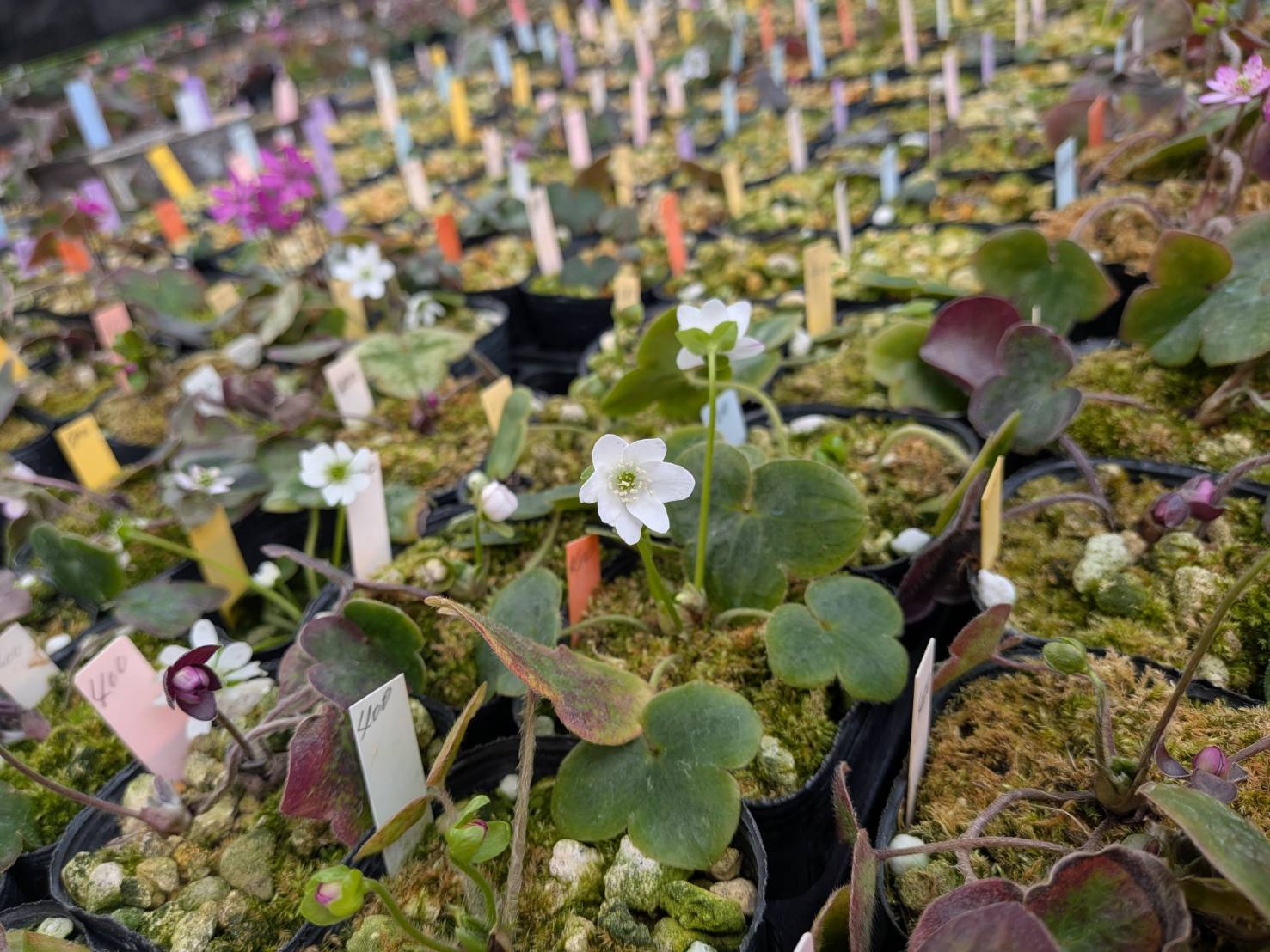 雪割草まつり～ごせん桜アロマ工房～水芭蕉公園に行ってきました♪