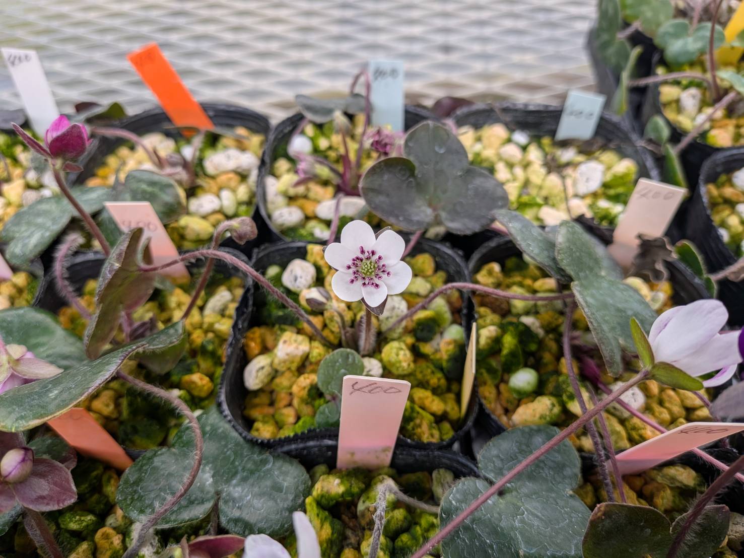 雪割草まつり～ごせん桜アロマ工房～水芭蕉公園に行ってきました♪