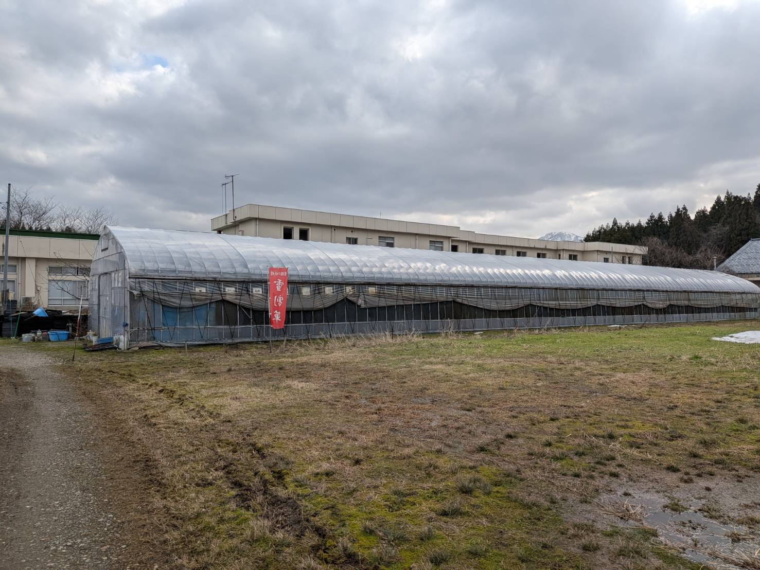 雪割草まつり～ごせん桜アロマ工房～水芭蕉公園に行ってきました♪