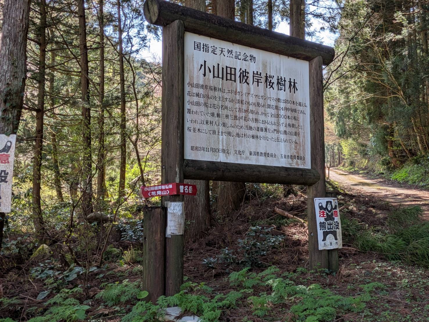 小山田彼岸樹林に桜を見に行ってきました!