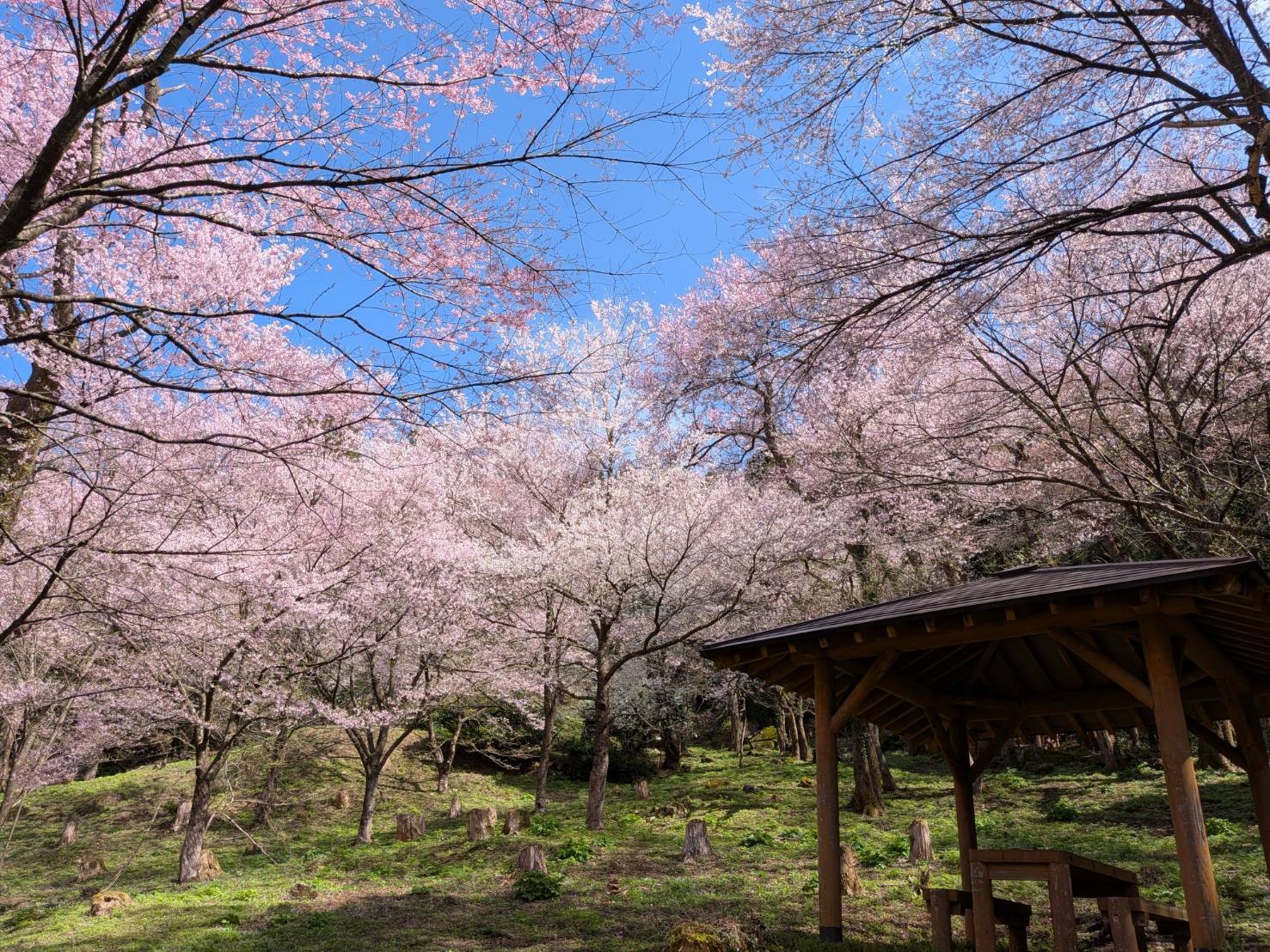 小山田彼岸樹林に桜を見に行ってきました!