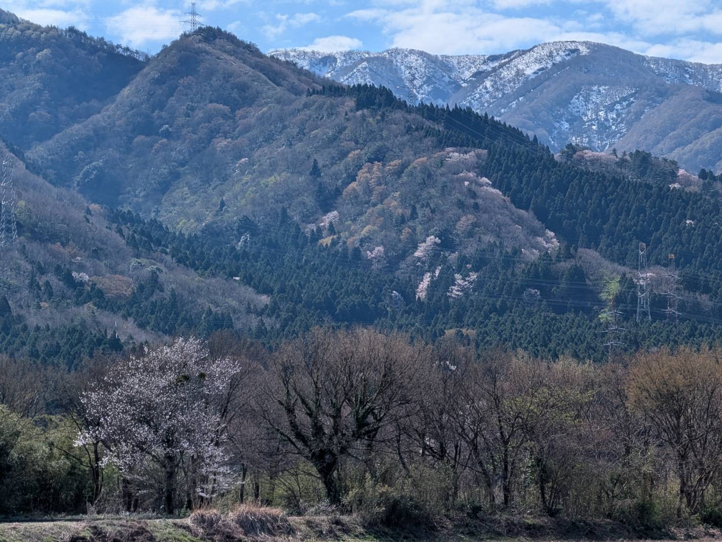 小山田彼岸樹林に桜を見に行ってきました!