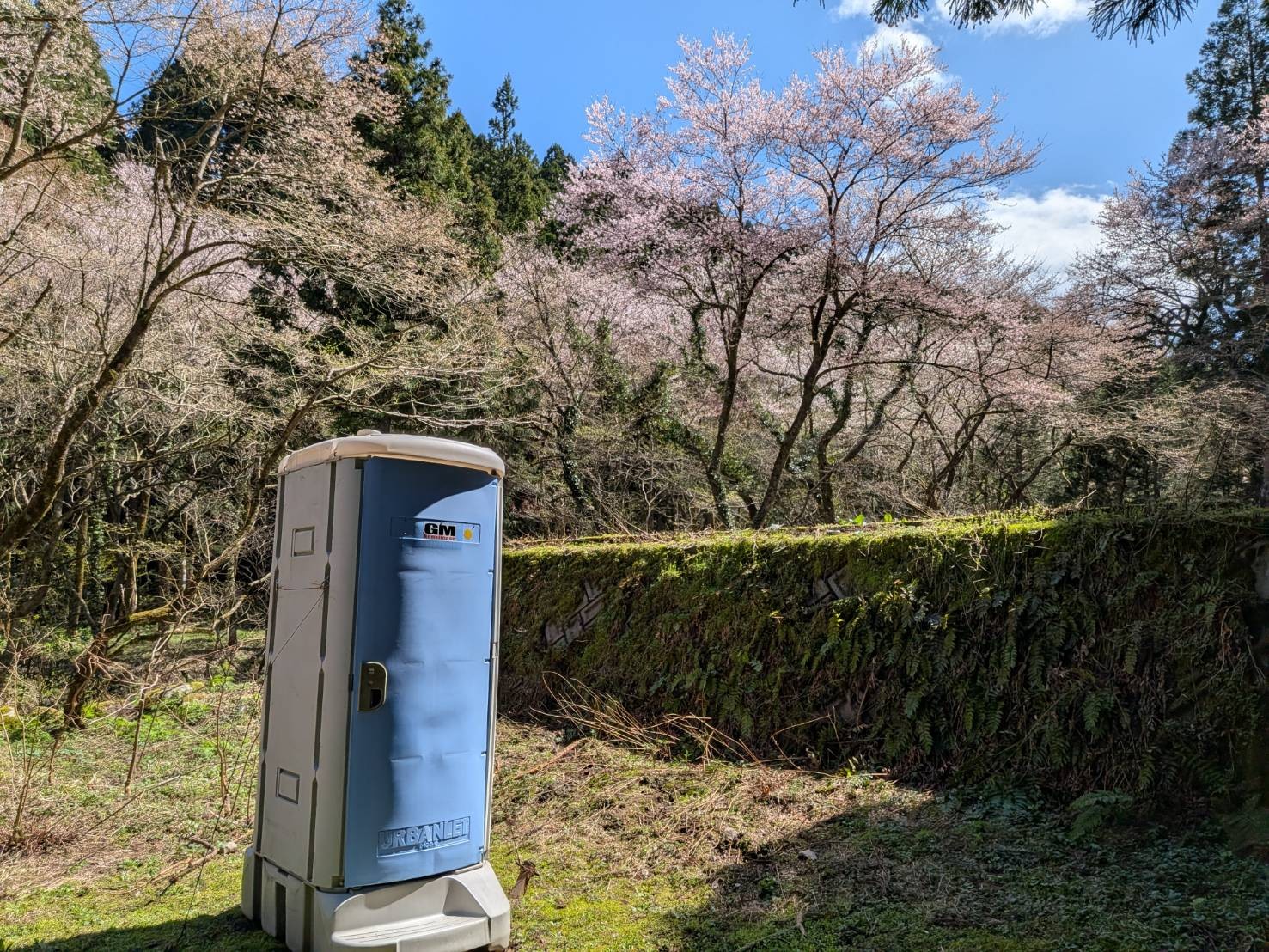 小山田彼岸樹林に桜を見に行ってきました!