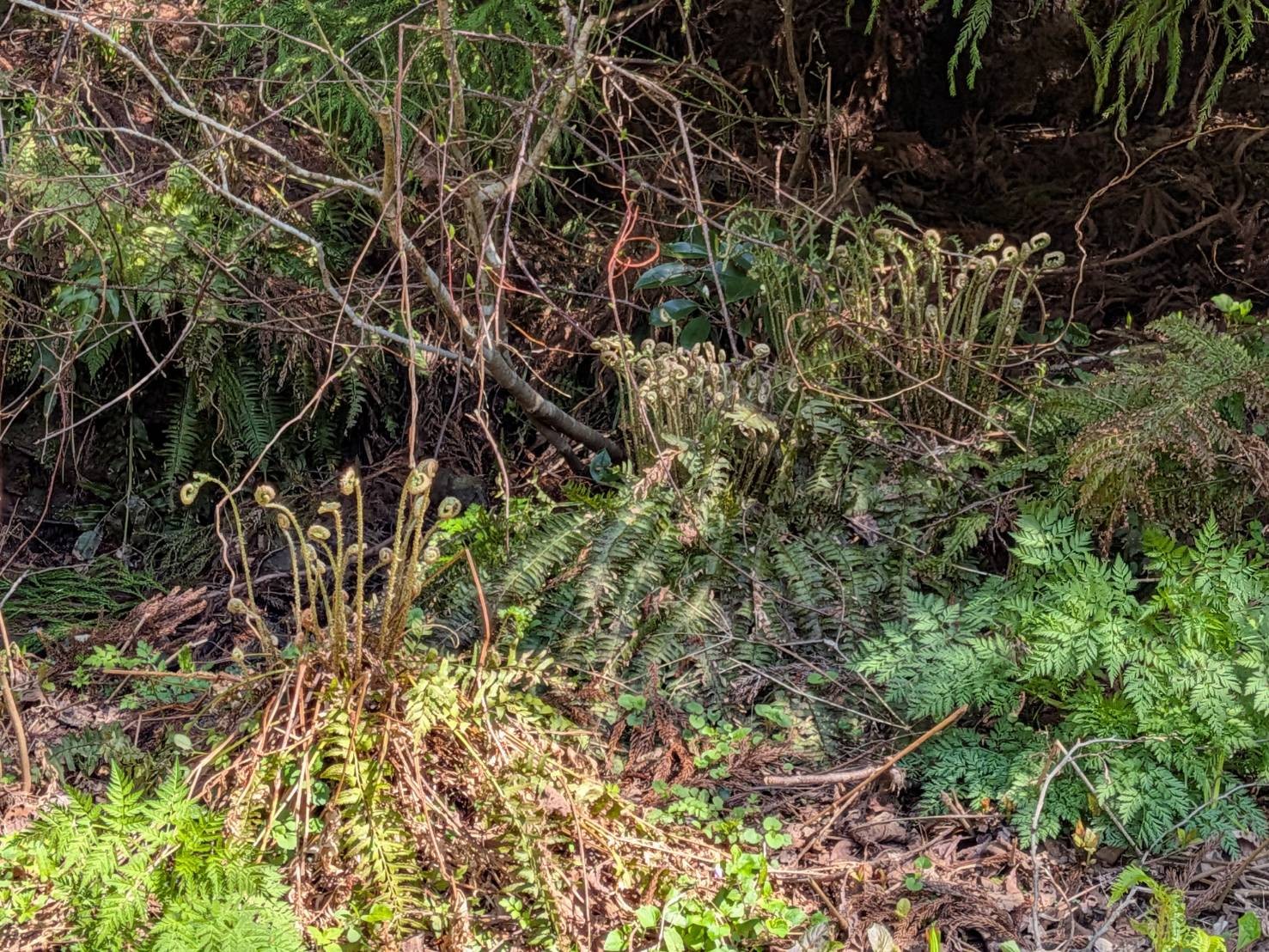 小山田彼岸樹林に桜を見に行ってきました!
