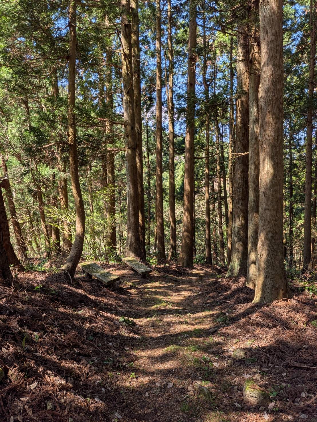 小山田彼岸樹林に桜を見に行ってきました!