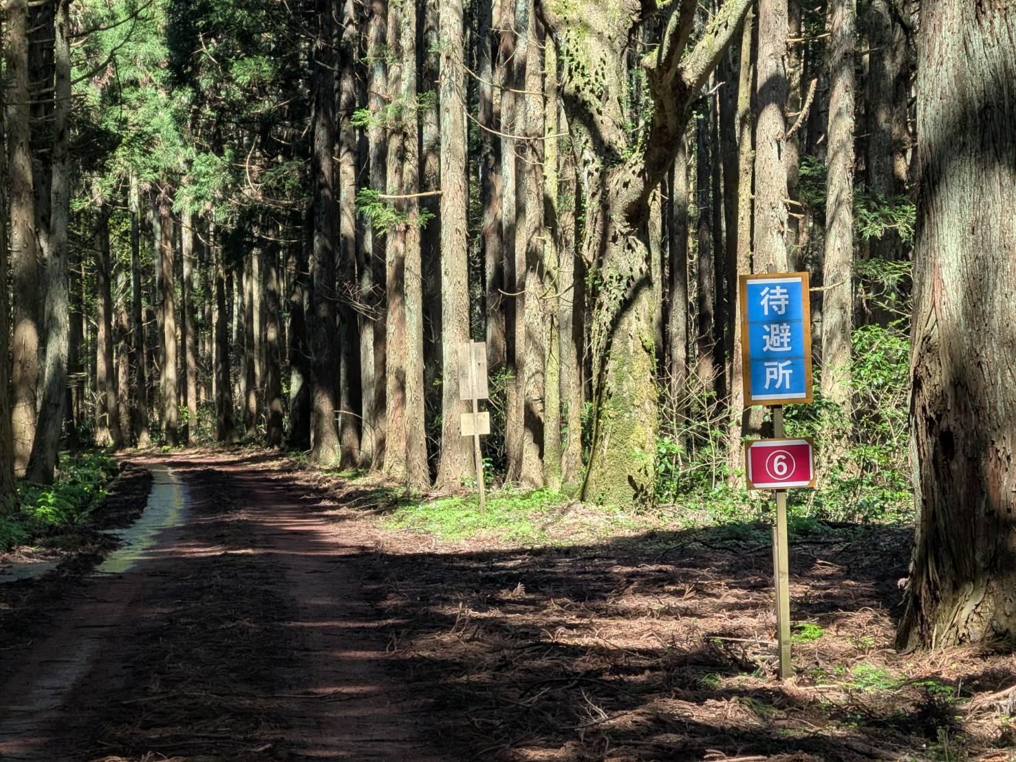 小山田彼岸樹林に桜を見に行ってきました!