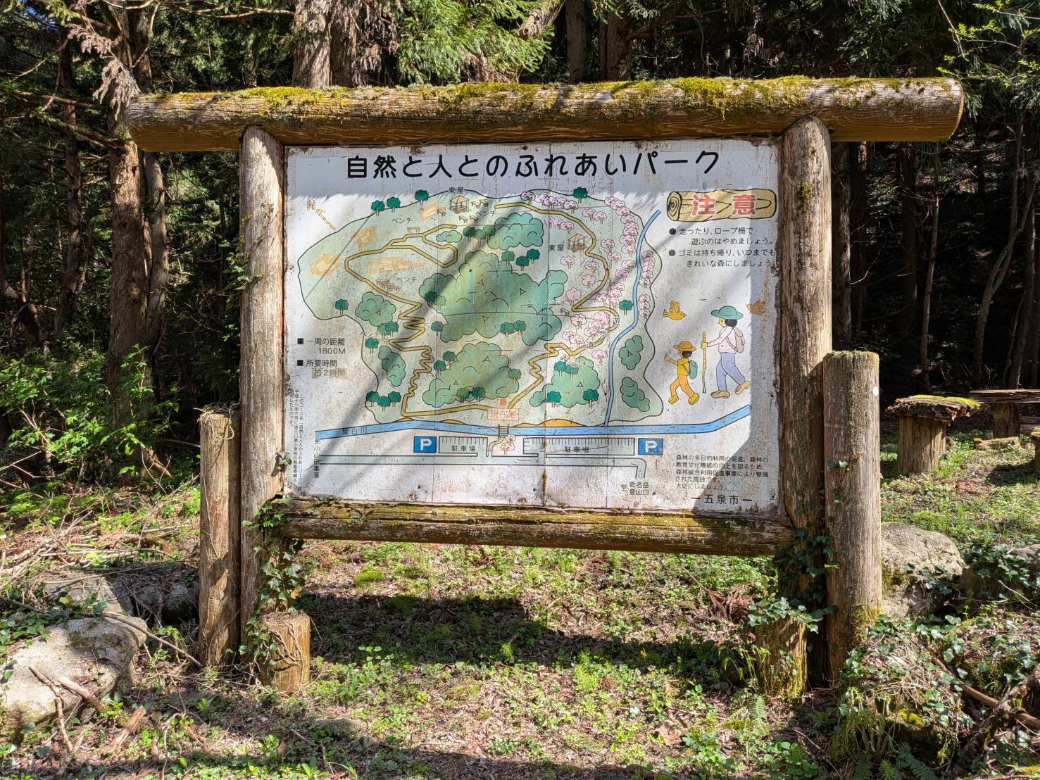 小山田彼岸樹林に桜を見に行ってきました!