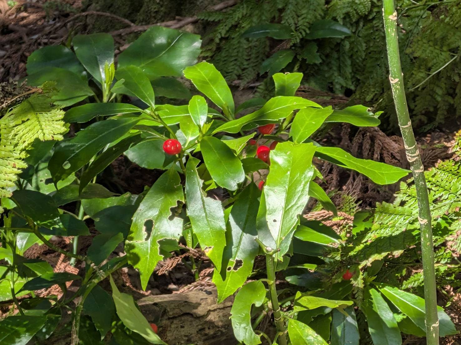 小山田彼岸樹林に桜を見に行ってきました!