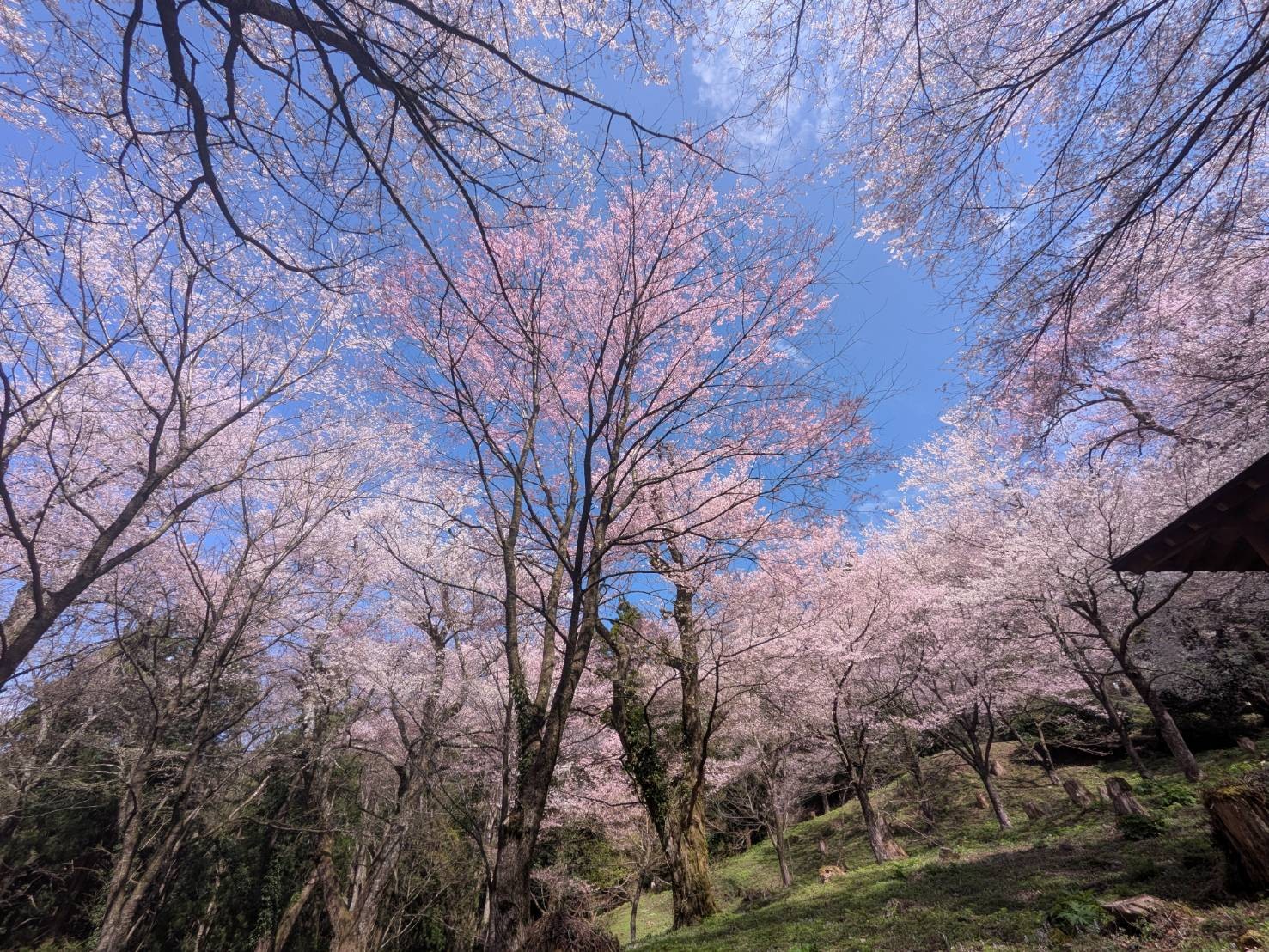 小山田彼岸樹林に桜を見に行ってきました!
