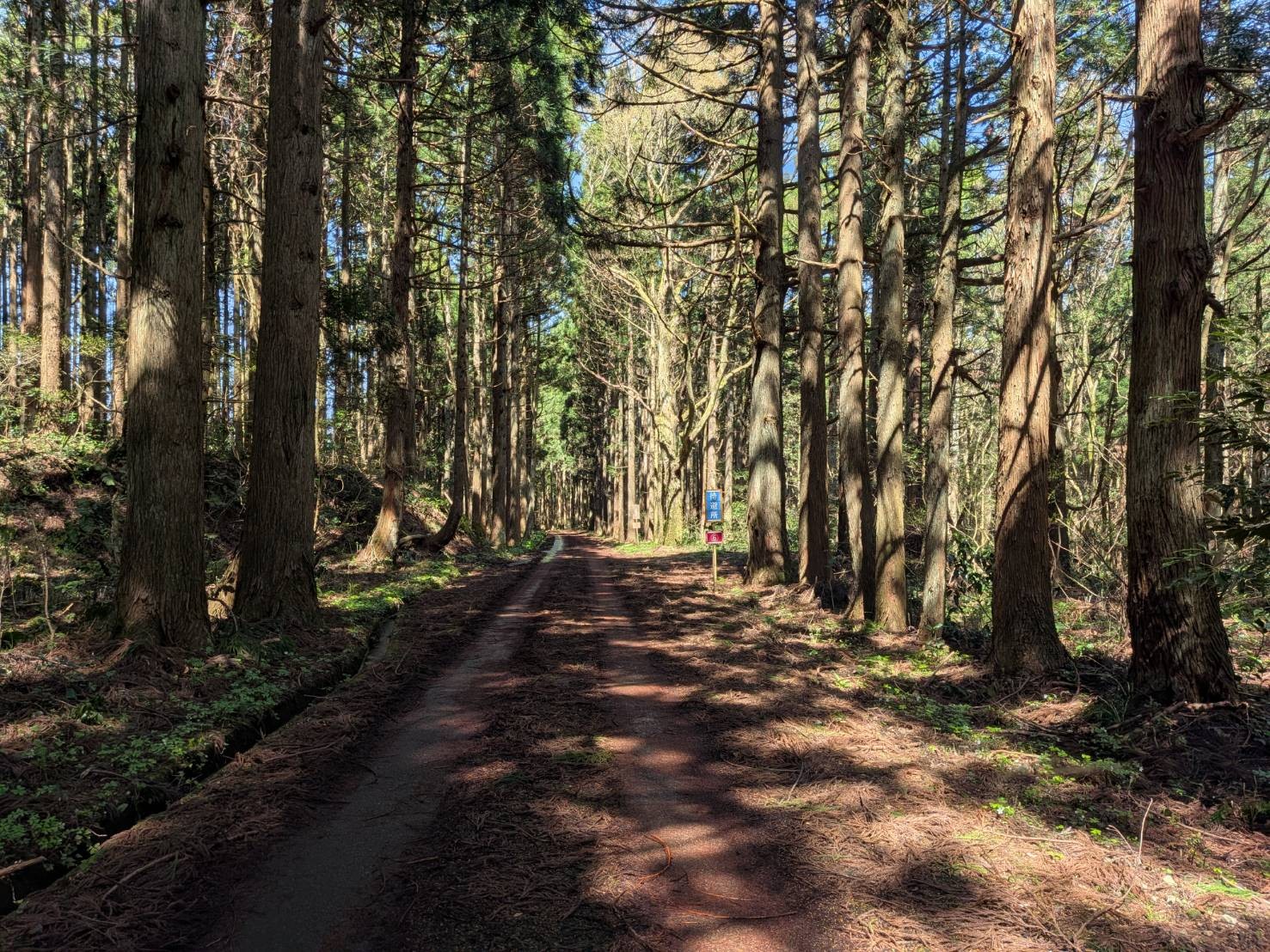 小山田彼岸樹林に桜を見に行ってきました!