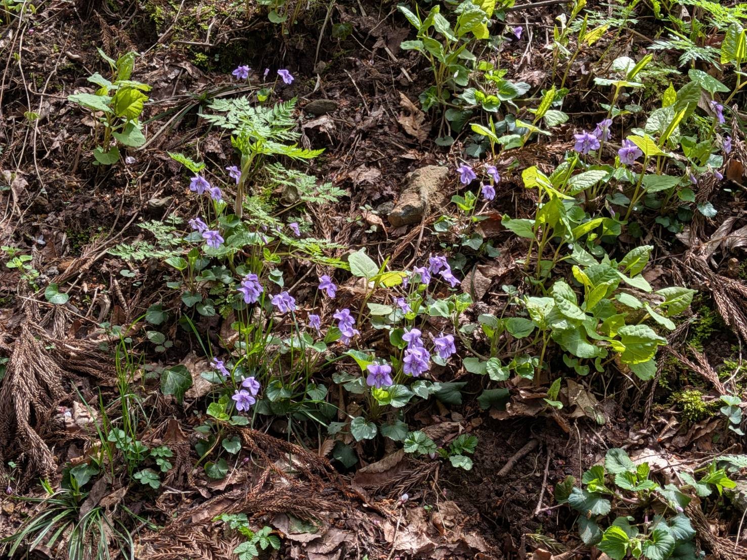 小山田彼岸樹林に桜を見に行ってきました!