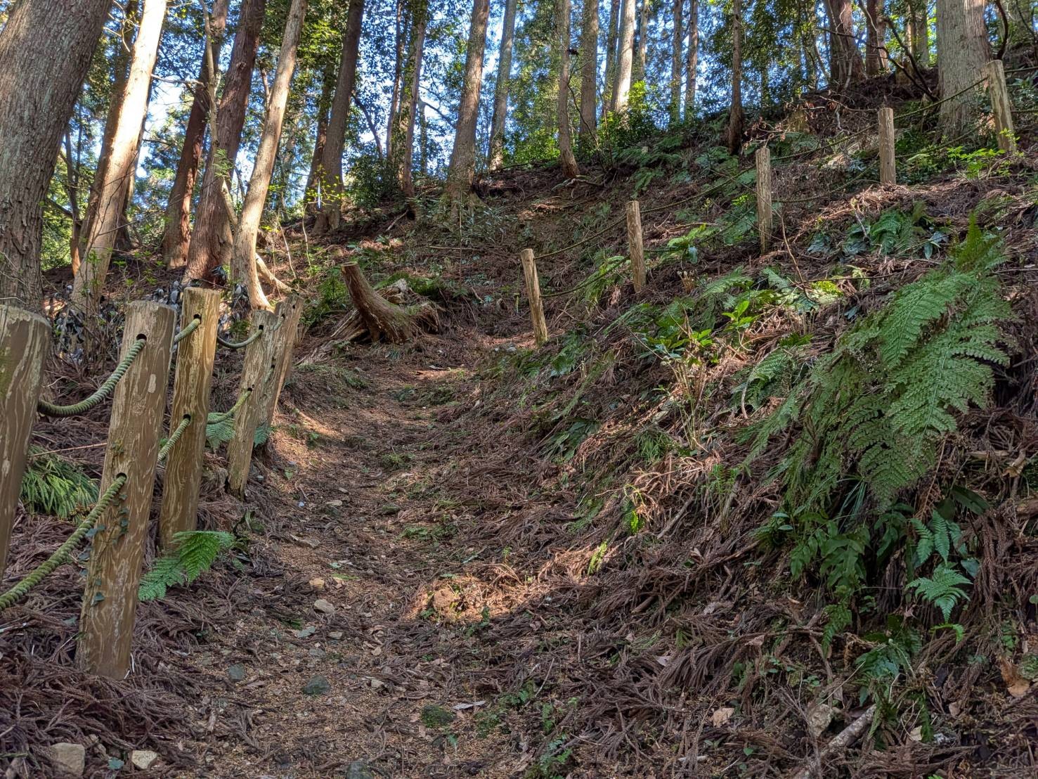 小山田彼岸樹林に桜を見に行ってきました!