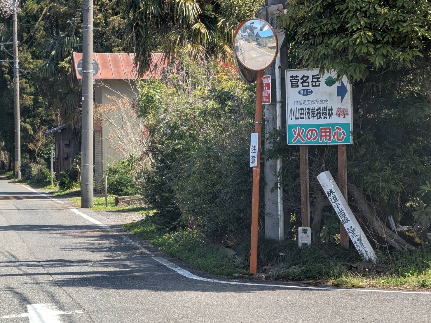 小山田彼岸樹林に桜を見に行ってきました!